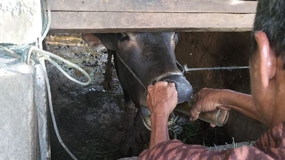    医薬品在庫がなくなり、パダンパリアマンの農家はFMDの影響を受けた家畜を治療するために伝統的な成分を使用しています