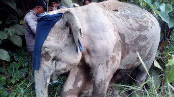 アチェジャヤの内陸部で負傷したことが判明した野生のゾウを扱うBKSDA役員