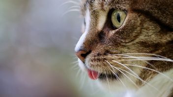 Penyakit yang Ditularkan Kucing: Meskipun Lucu Tapi Wajib Banget Waspada Kalau Tak Ingin Menyesal Nantinya