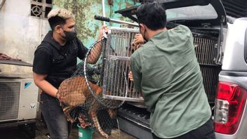 数十只狗从屠夫场所获救，DKI省政府邀请动物爱好者领养