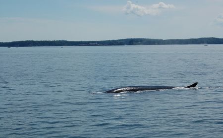 Ahli Khawatirkan Pemanasan Global Dapat Meningkatkan Jumlah Paus Tersesat di Teluk Osaka