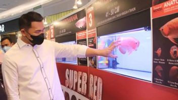 Bupati Kapuas Hulu Terbang ke Jakarta Demi Promosi Ikan Arwana Super Red