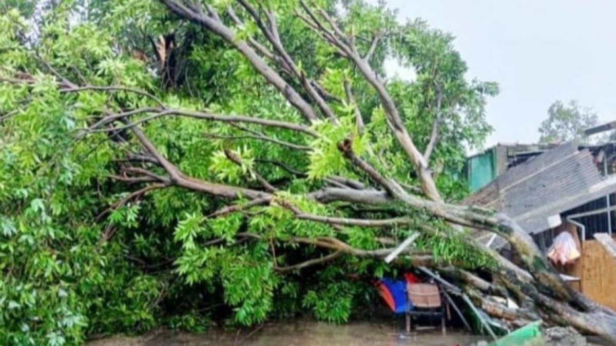 BPBD茂物摄政记录了8次强风灾害，无人死亡