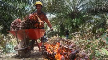 Tempuh Perjalanan 17 Jam, KJRI Kuching Menyerang Korban Eksploitasi Anak Di Perkebunan Sawit Malaysia