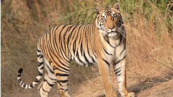 أكثر من 70 نمارا يموتون بشكل غامض في شهر واحد في متنزه تامانوا التايلاندي