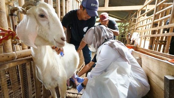 Livestock Etawa Kambing Will Become A Mainstay Banyuwangi Tourism Product