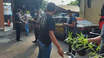 La Police Enquête Sur Le Syndicat De Plantation De Marijuana Hydroponique à Brebes