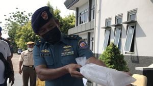 466 Ribu Benih Lobster Tangkapan TNI AL Dilepaskan di Perairan Kepri