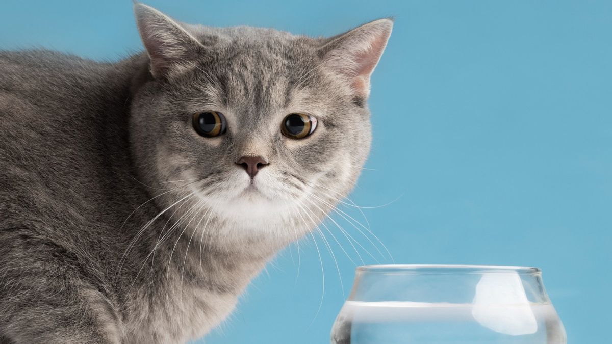 4 Alasan Kenapa Kucing Tak Menyukai Air, Ikuti Tips Memandikannya
