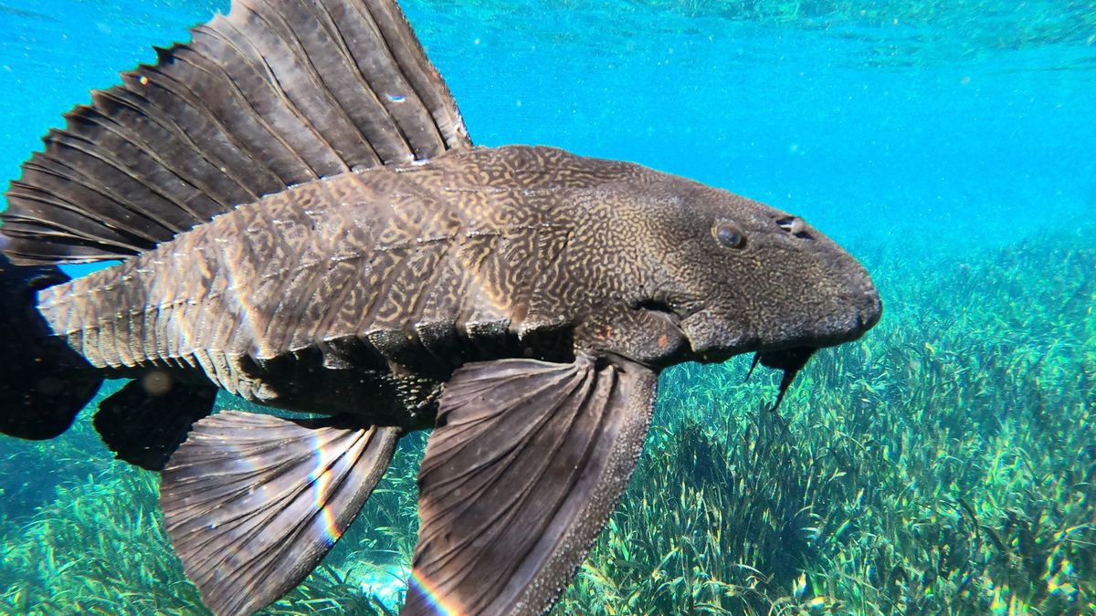 인도네시아 해역에 침입한 잡어 종류