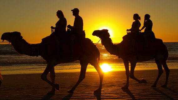 L’Arabie Saoudite Dévoile Le Premier Hôtel Camel Au Monde : Dispose De 120 Chambres Entièrement équipées 