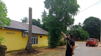 巴淡岛的高中生被强风击中的倒下的椰子树杀死
