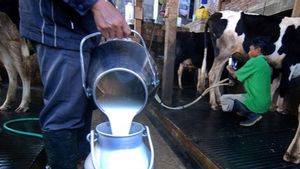 Program Susu Gratis Berpotensi Mematikan Produsen Lokal karena Peningkatan Impor, Perlu Diwaspadai