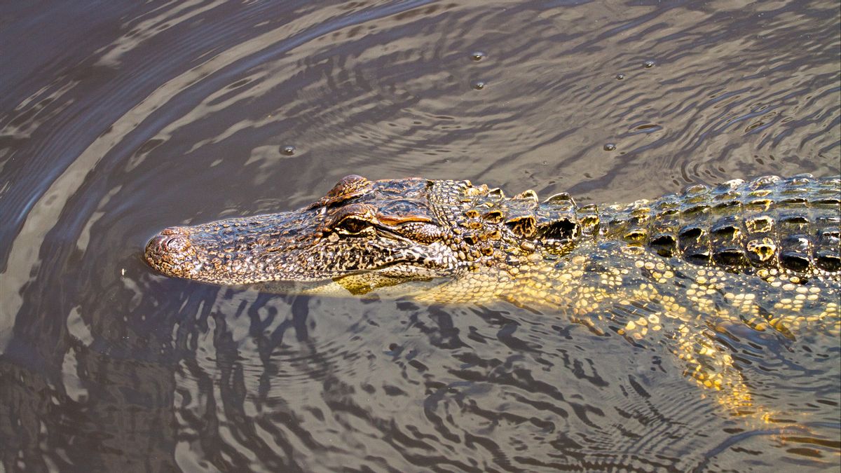 Residents Of Bantaran Sungai And Pesisir Pantai Gorontalo Kelap Muncul Buaya, Ini Imbauan BPBD