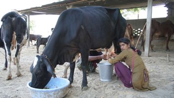Les Indiens Salir Le Corps Avec Des Excréments De Vache Et De L’urine Pour Traiter COVID-19 