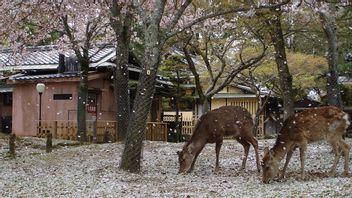 Populasi Rusa di Taman Nara Jepang Capai Rekor Tertinggi, Cedera Pengunjung Meningkat