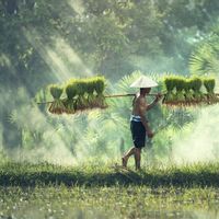 Bulog Serap 15.000 Ton Gabah dari Petani Tiap Hari untuk Cadangan di Masa Pandemi COVID-19