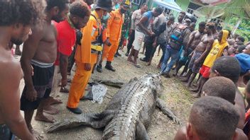 失踪的Ayuka Timika Papuan的尸体在大型鳄鱼的胃中被发现
