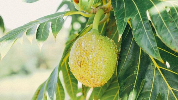 Dangers Of Drinking Sukun Leaf Boils: Facts And Risks You Need To Know