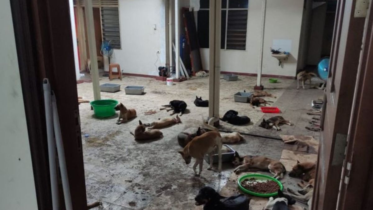 Overcoming Dog Meat Trade, Surakarta DPRD Affirms Sociological Approach Apart From Regulation