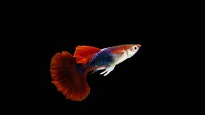 Beda Banget Sama yang di Selokan! Ini 15 Jenis Ikan Guppy yang Rekomen Banget Buat Dipelihara