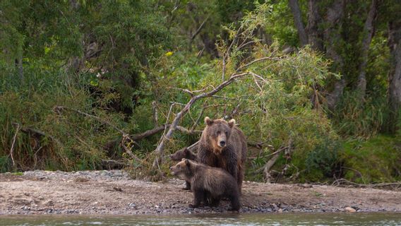 Missing 4 Nights In The Bear's Full Forest With A Cold Temperature 9 Degrees, 2 Russian Boys Found Handling Dogs