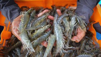 Targeting Two Million Tons Of Production, KKP Launches Traditional Plus Shrimp Pond Pilot Project