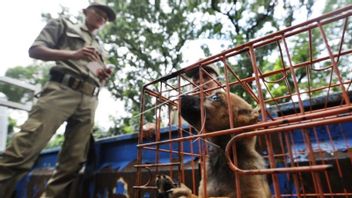  Polisi Amankan Truk Pengangkut Ratusan Anjing di Tol Kalikangkung