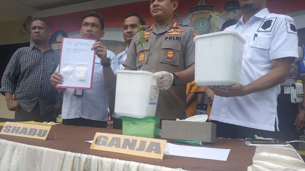 Penanam Ganja di Tangerang Selatan Ditangkap Polisi