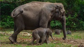 d'identité : le symbole de la préservation des animaux et de l'environnement à Riau