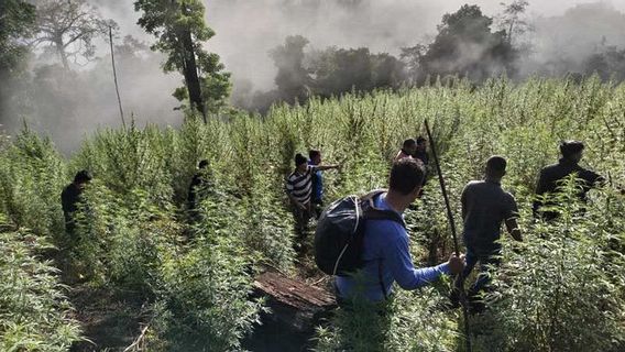 TNI Finds 8.9 Hectare Cannabis Fields In Aceh's Nagan Raya Protected Forest Area