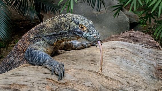 Harga Mahal Pulau Komodo di Mata Luhut Binsar Pandjaitan