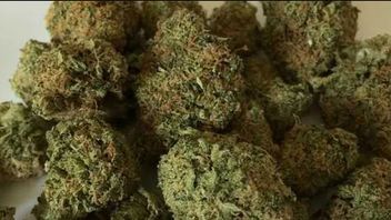 Police Confiscate 15 Kg Of Marijuana In Jatiasih Bekasi, Along With 1 Dealer