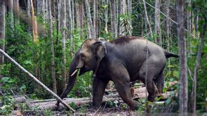 Jasad Gajah Jantan Ditemukan Mati di Kebun Karet Warga Wilayah Tebo Jambi, BKSDA Turun Tangan