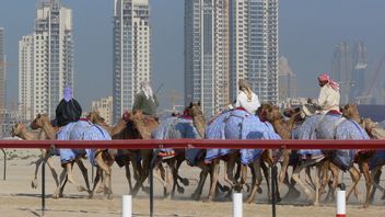 不仅仅是金钱，阿拉伯联合酋长国的骆驼比赛恢复了沙漠文化传统