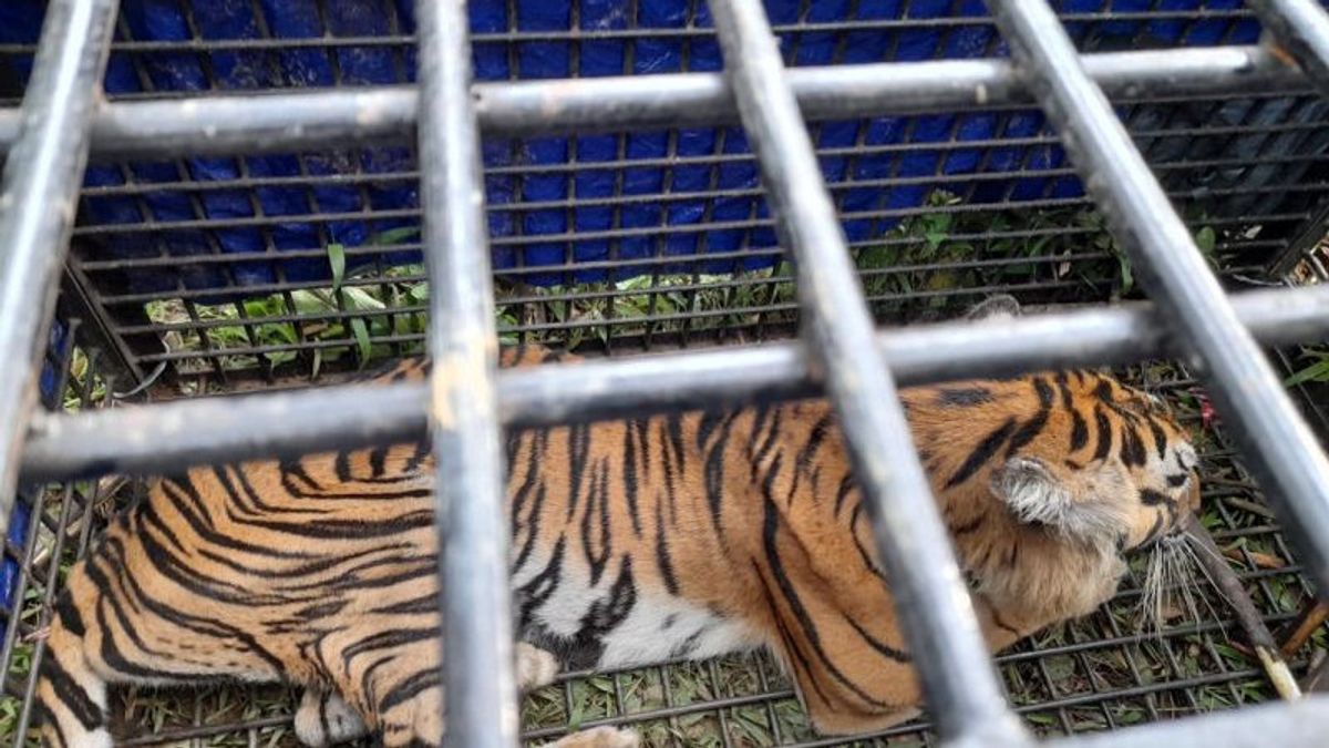 Le Tigre De Sumatra Qui A Tué Deux Habitants De Merangin Jambi Arrêté Avec Succès