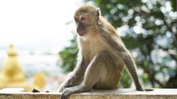 Laboratory Monkey After Truck Accident In The US, Risk Of Virus Spread?