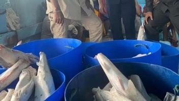 Le trafic de 331 kg de viande de requin à Jatim a été annulé par une salle de quarantaine à Aru Moluques