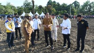 Jokowi Siapkan Lahan 10 Ribu Hektare untuk Tanaman Jagung di Keerom Papua