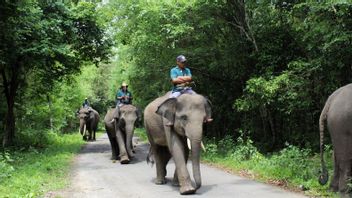 الترحيب مرة أخرى بأفيال سومطرة في حديقة طريق كامباس الوطنية
