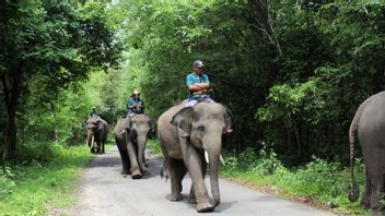 ウェイカンバス国立公園でスマトラゾウに挨拶する