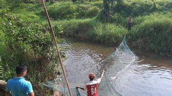 Uneasy Residents, Crocodile Search In Kemingking Village In Jambi Even Stopped