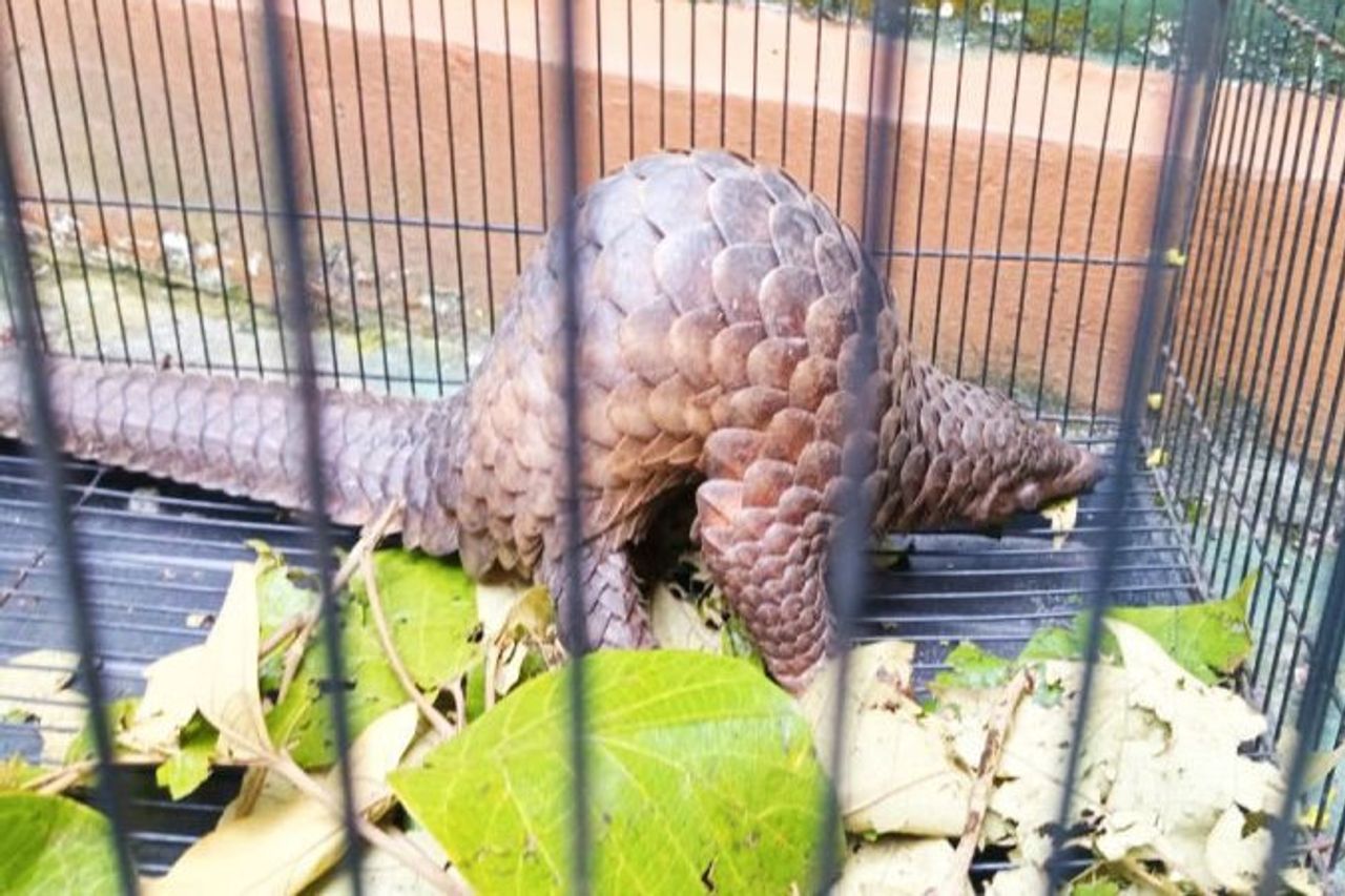 This Scaled Exotic Returned To Sampit BKSDA After Residents Found Crossing The Road