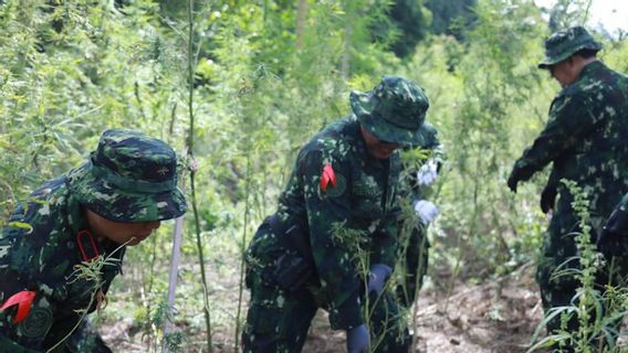 BNN Musnahkan 36 Ribu Batang Ganja di Aceh Besar