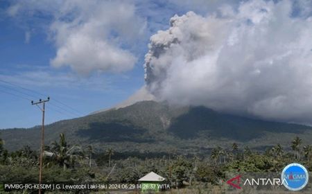 Gunung Lewotobi Laki-laki Erupsi Selama 10 menit Sabtu Sore