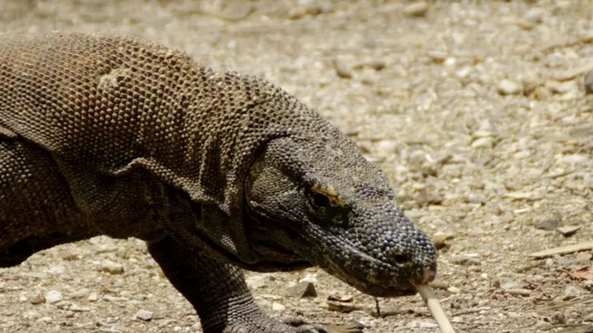 NTT Provincial Government Affirms Structuring Komodo Tourism Areas Will Not Disturb Ecosystems, Guarantees There Will Be No Hotels-Restaurants