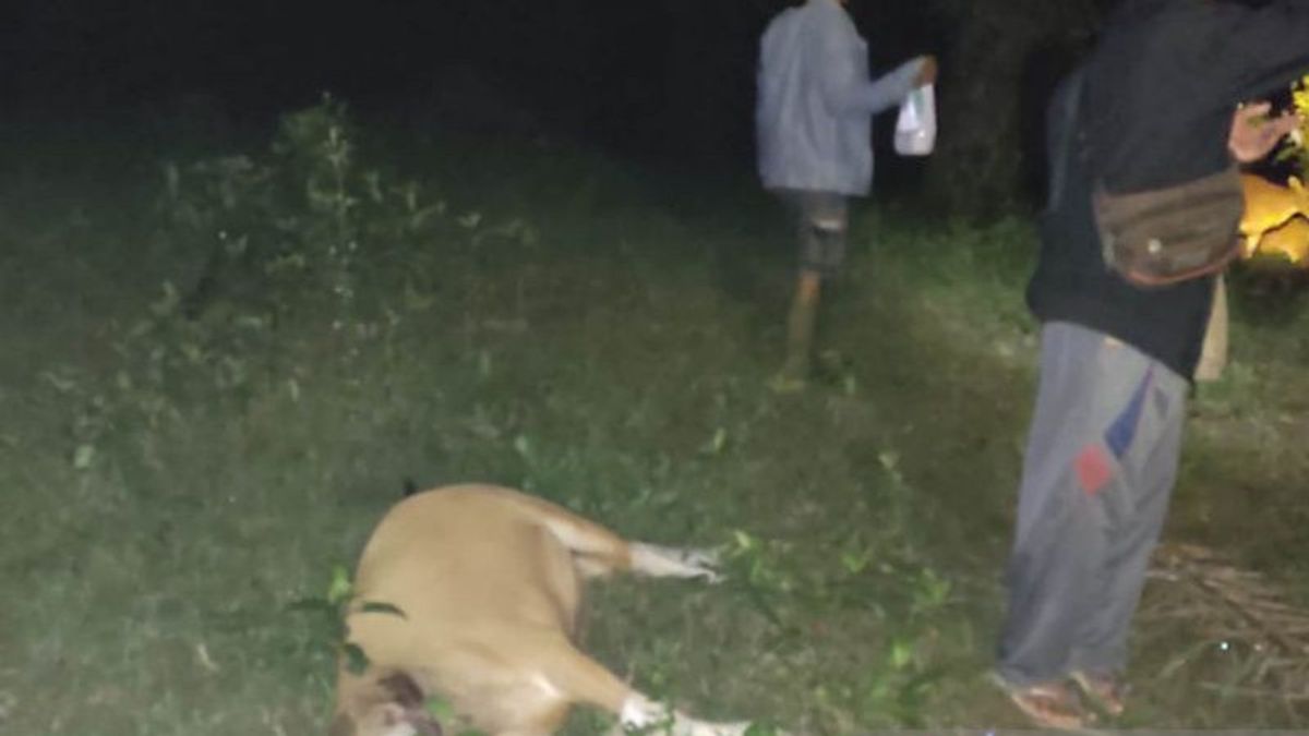 The Latest In Makmur Village, Tigers Recorded Has Fallen 12 Cattle Residents In Mukomuko