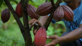 Ini Rahasia Sukses Biji Kakao Jembrana Bali yang Mendunia   