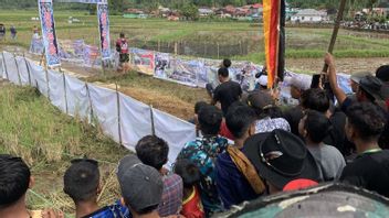 Buru Pigs, Sports That Moves The Economy Of The West Sumatra Society