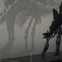 The Stegosaurus 'Apex' Dinosaur Framework Sold For A Record Of IDR 741 Million At The Sotheby's Auction